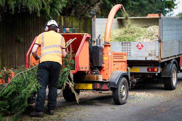 The Steps Involved in Our Tree Care Process in Wixom, MI